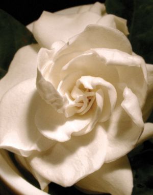 white gardenia11.jpg